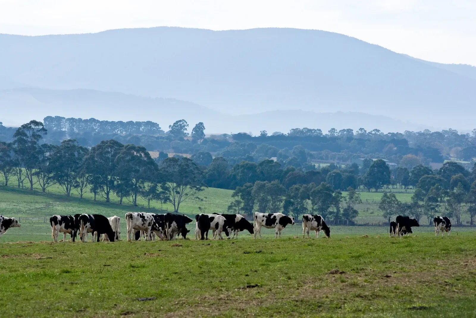 Cattle grazing on green Australian farmland below tree-lined hills