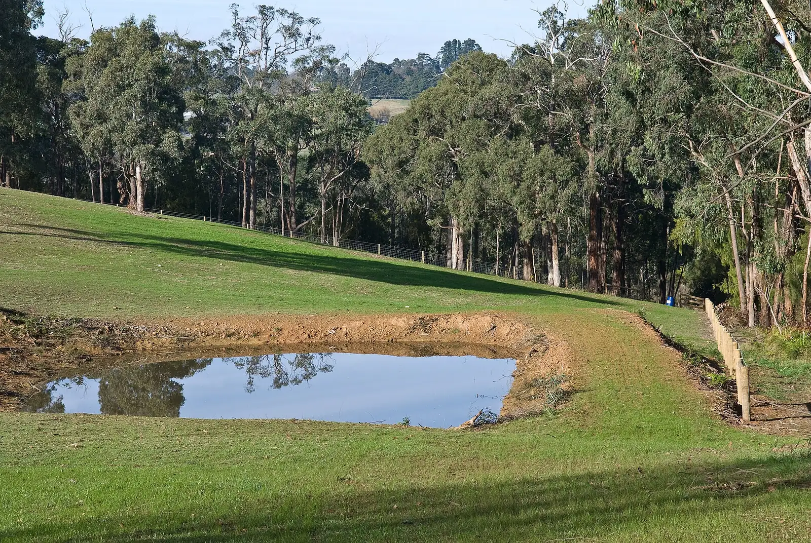 A farm dam below a grassy slope and gum trees at Gruyere, Victoria