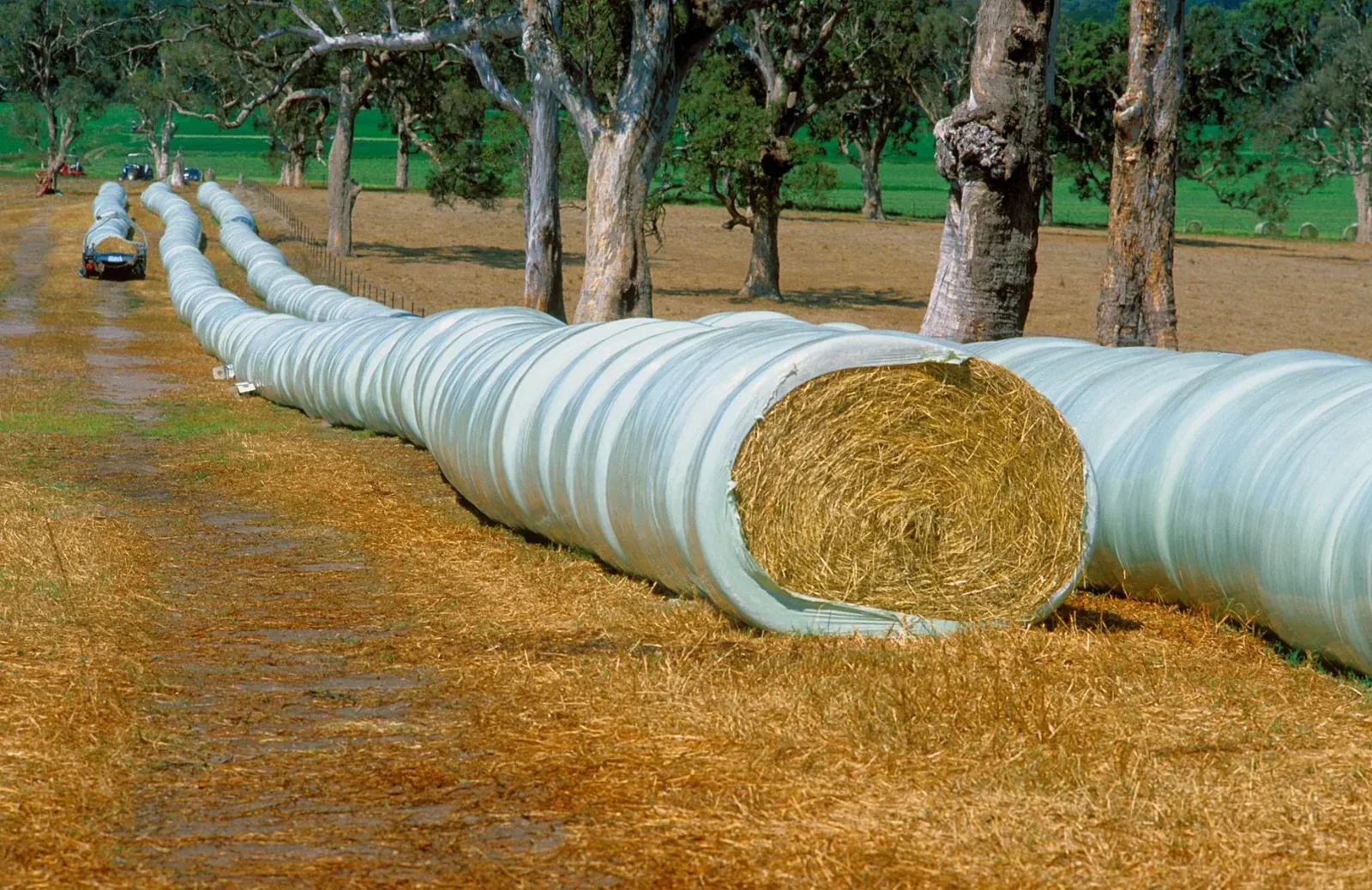 Wrapped oaten hay bales in a paddock near Bega, New South Wales
