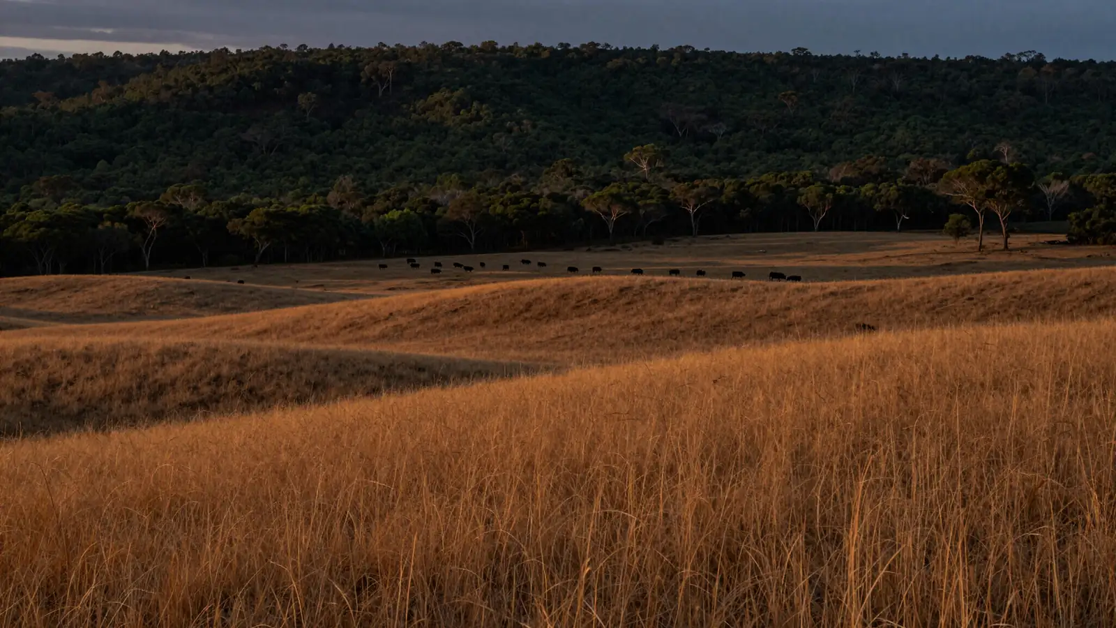 Cattle grazing in a golden paddock