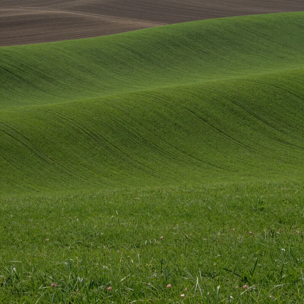 A smooth green paddock sloping away under soft light