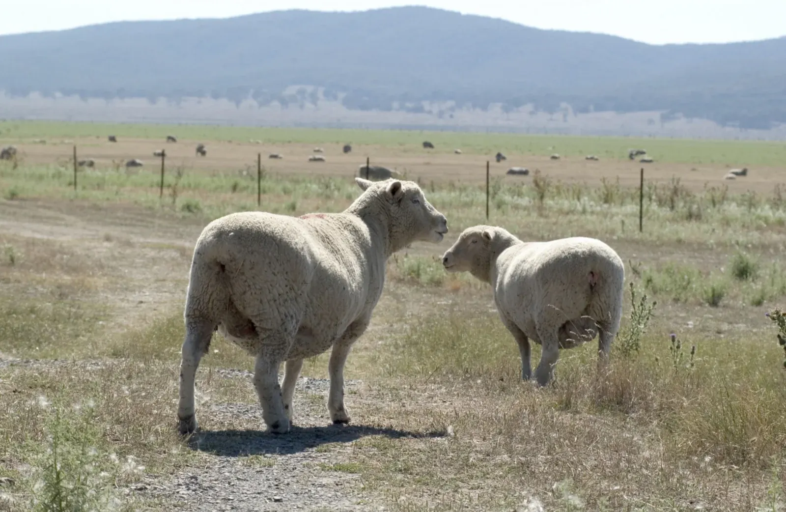 Two sheep in a dry paddock near Lake George, New South Wales
