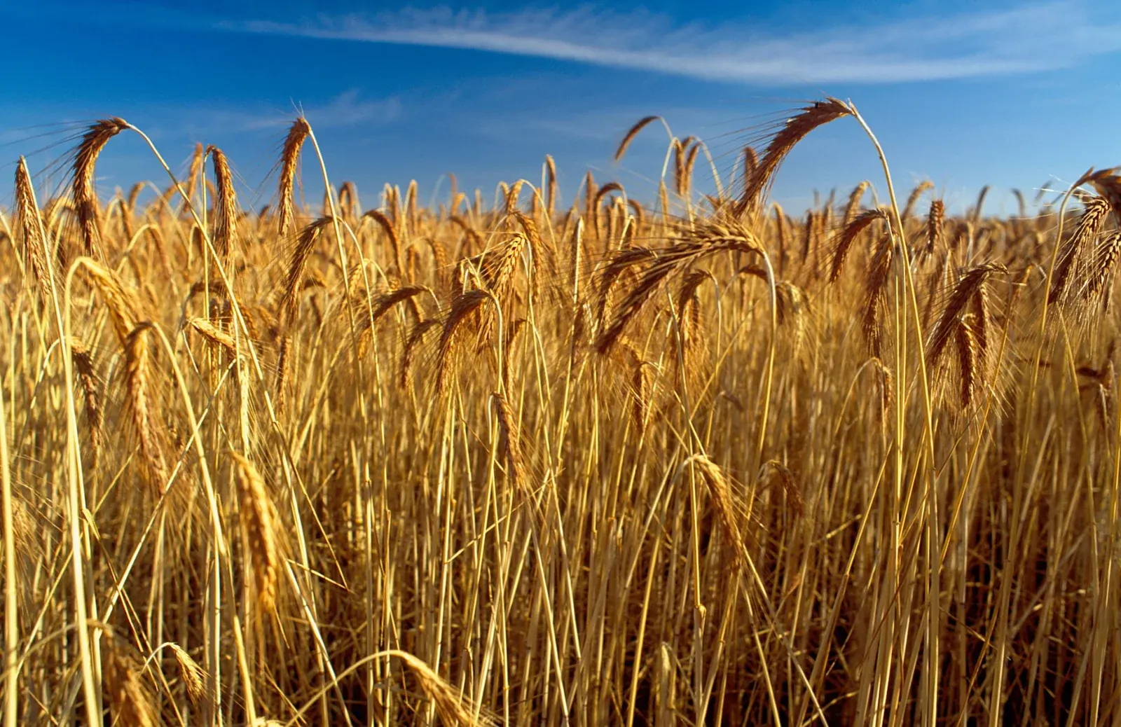 A wheat crop ready for harvest in Australia